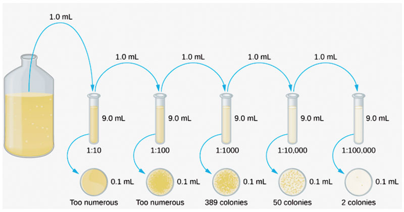 Serial Dilutions Graphic